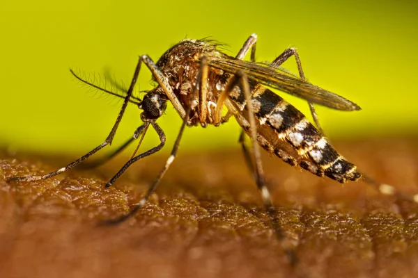 Recomiendan reforzar los cuidados contra el Dengue