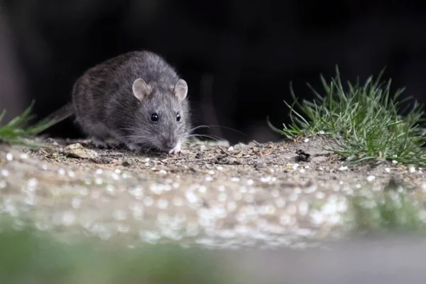 Alarma en Salta: 12 casos de hantavirus y cinco fallecidos