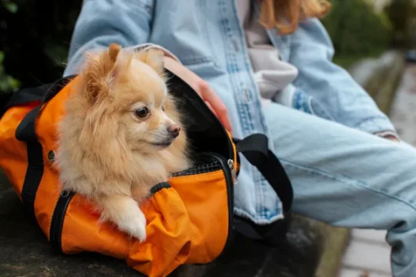 Habilitan el traslado de mascotas en micros y trenes de Larga Distancia