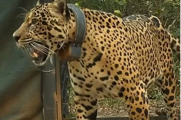 La hembra que podia salvar a su especie y desapreció sin exlicación