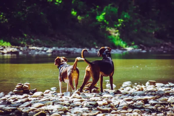 Golpes de calor: ¿cómo proteger a los perros y gatos?