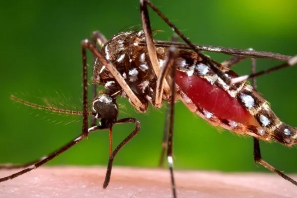 Confirmaron nuevos casos de dengue, uno de ellos con antecedente de viaje