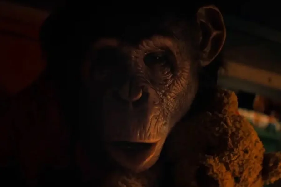 Un chimpancé se vuelve agresivo.
