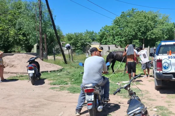 Un caballo se desplomó por el calor y fue asistido por vecinos