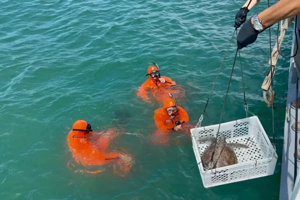 Mar del Plata: la tortuga marina “Ramona” regresó a su hábitat natural