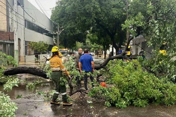Cayó un enorme árbol en el centro por el temporal