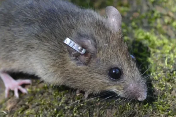 Murió una nena de 10 años por hantavirus en Buenos Aires
