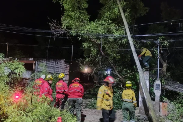 Cayó un árbol de gran porte tras la lluvia
