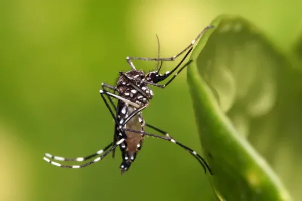Dengue: así está la situación epidemiológica en el país