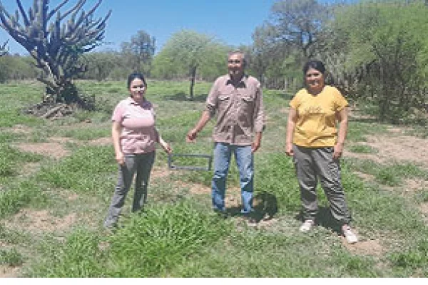 Productores usarán cosechadora manual de semilla de Buffel grass
