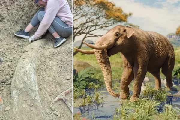 Hallaron en Miramar un colmillo fósil de un elefante de más de 100 mil años