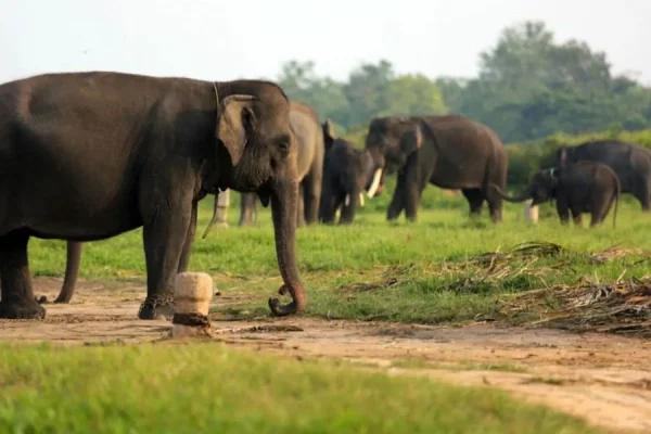 Elefantes 'invasores' ponen en alerta a aldeas de Indonesia