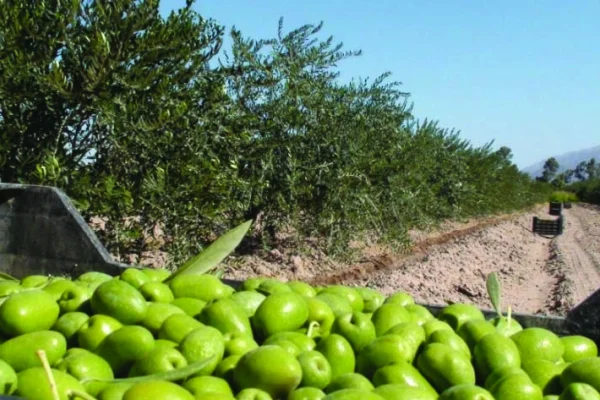 Olivícolas en alerta por el acuerdo con la Unión Europea