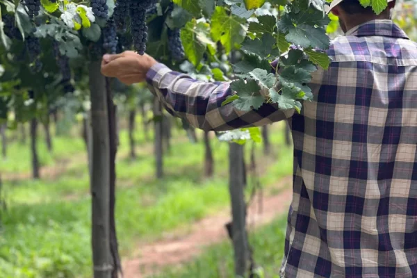 Vendimia: habrá un crédito rotatorio para respaldar a los productores
