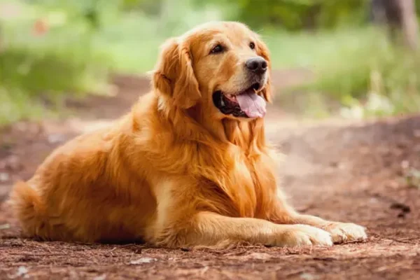 Los 10 países con más perros en el mundo: el puesto que ocupa Argentina te va a sorprender