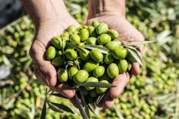 Peligra la cosecha de aceitunas en La Rioja por falta de acuerdo salarial