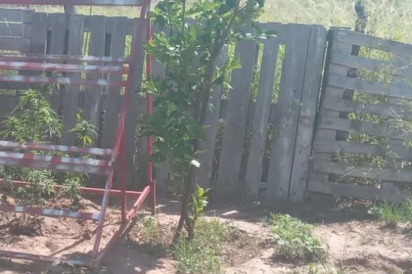 Chamical: dos hermanos demorados tras una violenta pelea familiar y el hallazgo de plantas de cannabis