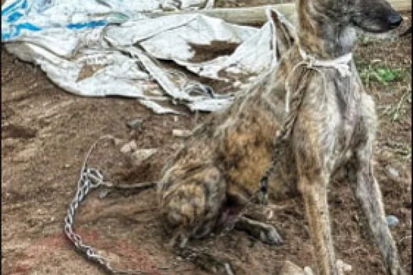 Rescataron perros maltratados en una vivienda de Nonogasta