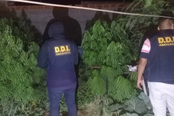 Aimogasta: cuatro detenidos tras el secuestro de 25 plantas de marihuana