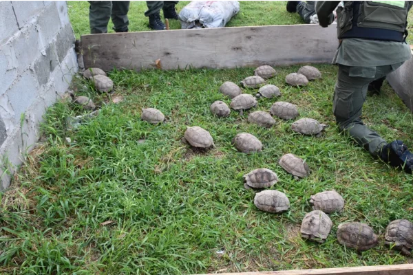 Santa Fe: trasladaban 150 tortugas y 100 loros en la carga de un camión