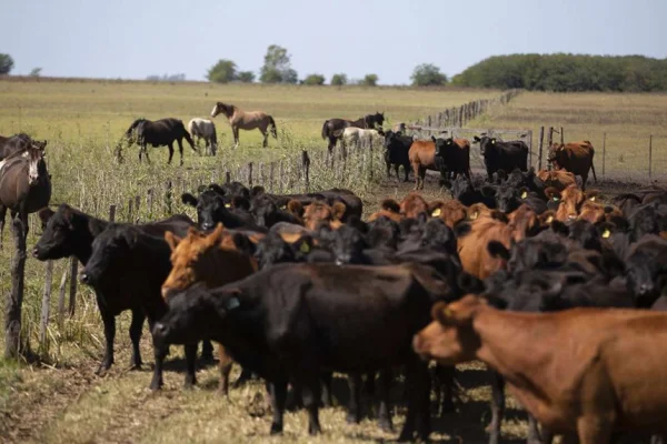 La exportación de carne absorbe más de la mitad del ganado criado en corrales