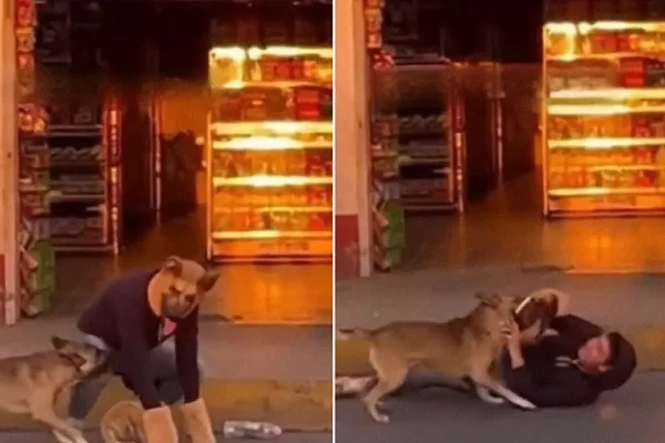Un perro real reaccionó ante un therian 