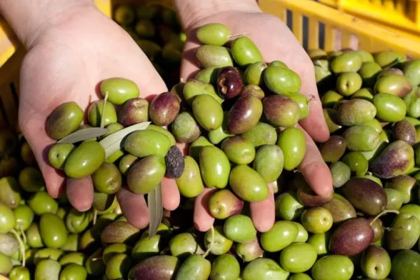 Cosecha 2026: acuerdan el valor del cajón de aceitunas en $5.200