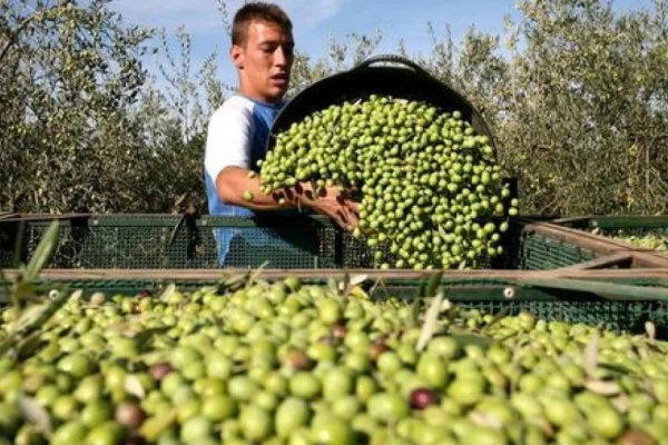 Cosecha 2026: el valor del cajón de aceitunas será de $5.200