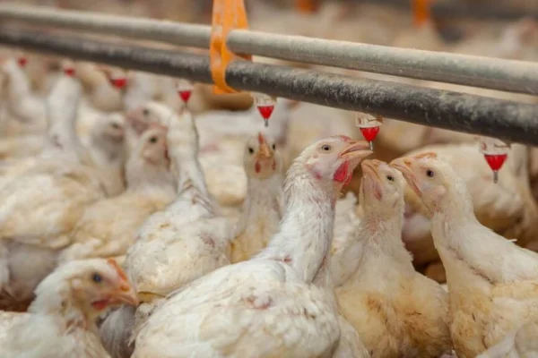 Brote de influenza aviar en Ranchos: activan protocolo y restringen exportaciones