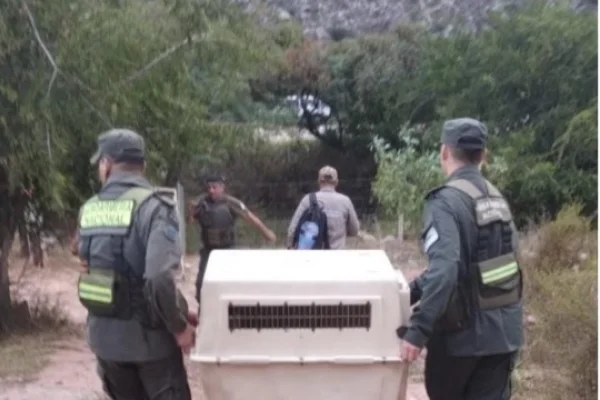 Rescataron un Cóndor Andino en Chilecito
