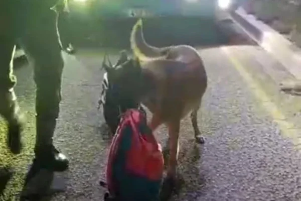 Llevaba sustancias en preservativos y un perro de la Policia lo delató
