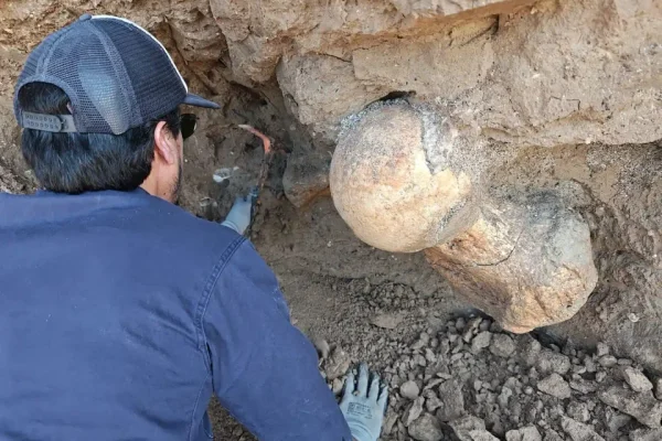 Hallan el fémur de un perezoso gigante en Santa Clara del Mar