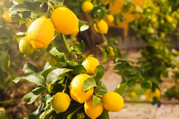 Si tu limonero tiene mal olor, puede ser una señal de alerta: qué significa y cómo solucionarlo