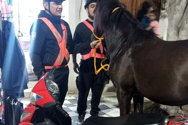 Un caballo apareció en pleno centro y provocó un siniestro vial