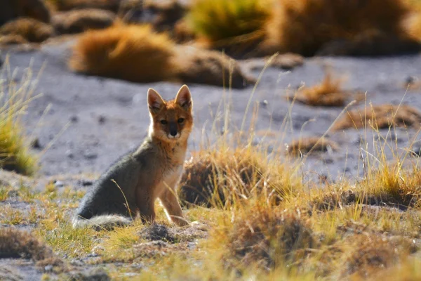 La Provincia desarrolla estudios científicos para conocer la biodiversidad y la calidad ambiental en la región cordillerana
