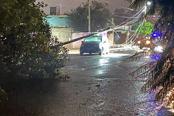 Tras la lluvia, un árbol cayó y tiró un poste que terminó sobre un auto
