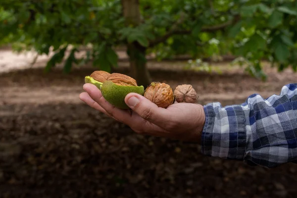 Acordaron valores para la cosecha hortícola en La Rioja y Catamarca