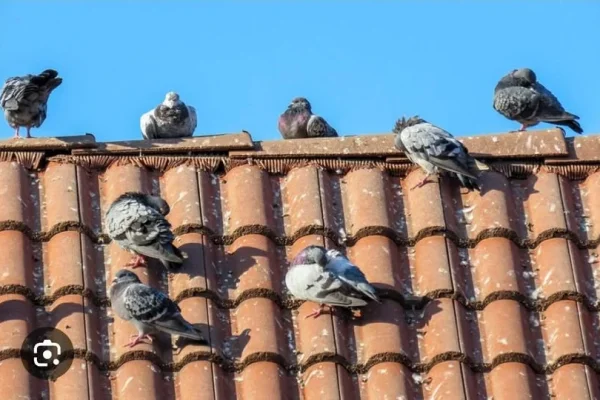 Advierten riesgos sanitarios por la presencia de palomas en una escuela de Olta