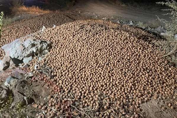 Millonario desvío de nuez, detuvieron a un chofer en Nonogasta