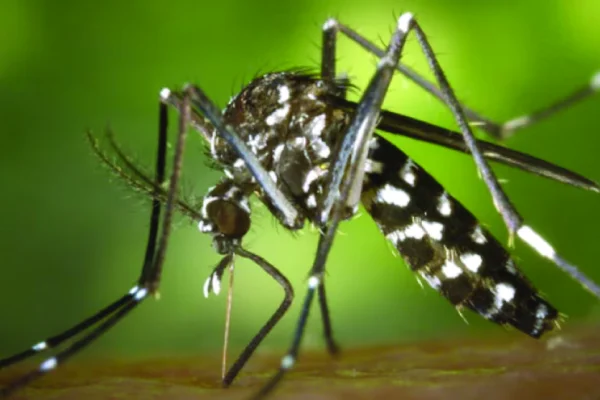 En el NOA refuerzan operativos y envían test rápidos para   frenar la expansión del Chikungunya
