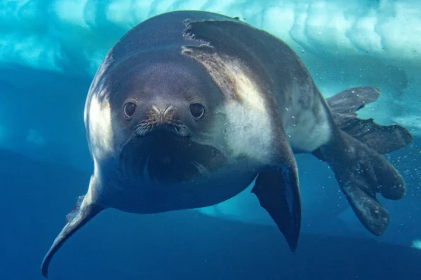 Fotografiaron por primera vez bajo el agua a uno de los animales más misteriosos de la Antártida