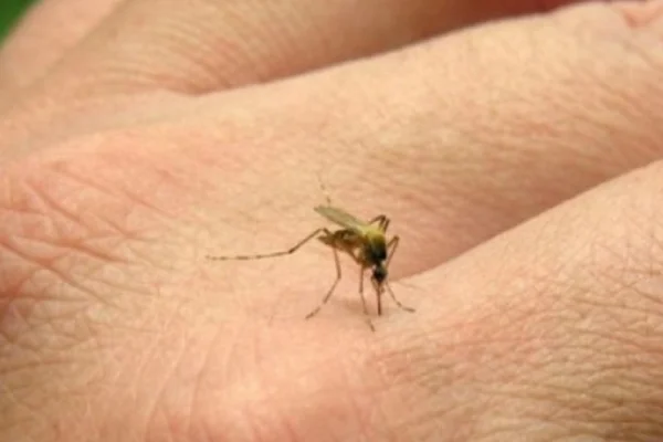 Alerta por el aumento de casos de chikungunya