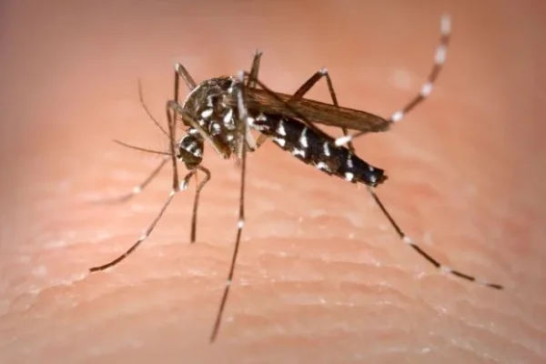 Autoridades sanitarias alertan por la propagación del virus Chikungunya