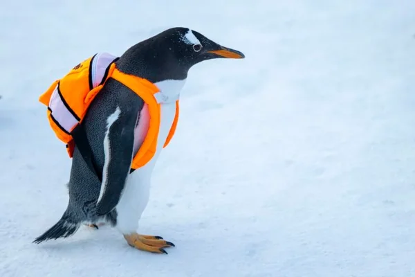 El pingüino emperador y la foca peletera antártica, en peligro de extinción