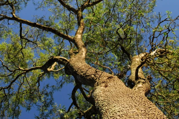 El árbol más resistente del mundo es argentino: cuál es y por qué es casi indestructible