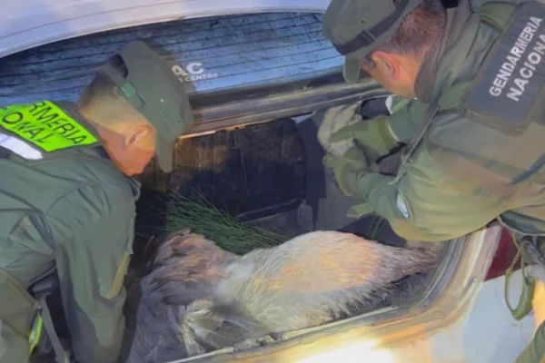 Detectan camión que trasladaba más de 30 toneladas de cuarzo