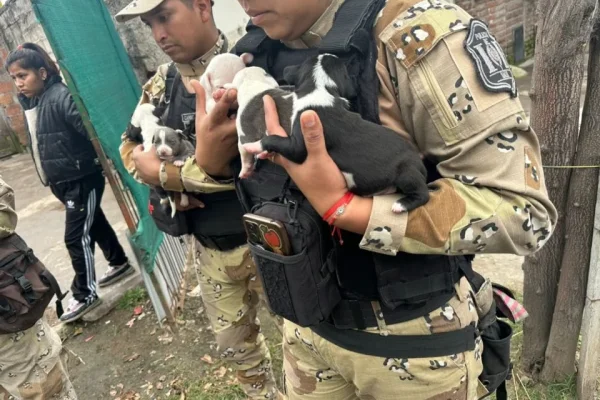 Salta: rescataron a diez perros pitbull que eran víctimas de maltrato animal