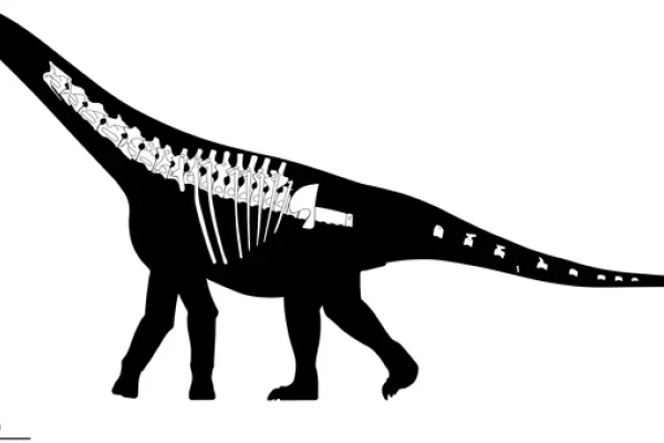 Descubren en Chubut un nuevo dinosaurio: qué se sabe del Bicharracosaurus