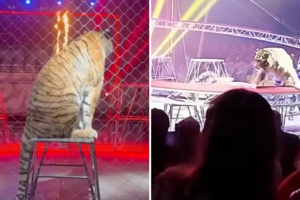 Terror en un circo cuando un tigre saltó hacia los espectadores en pleno show