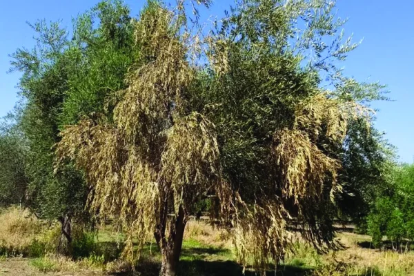 Proponen a productores olivícolas un proyecto sobre “Rama Seca”
